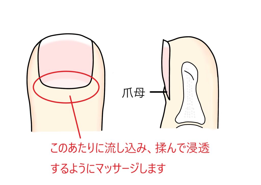 ネイルオイルの使用箇所説明画像