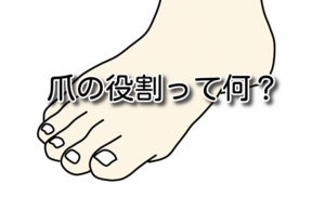 爪の役割サムネイル