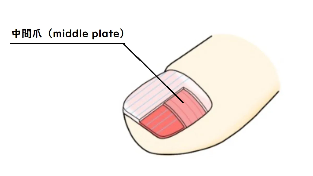 ストア 爪 構造 ネイルケア