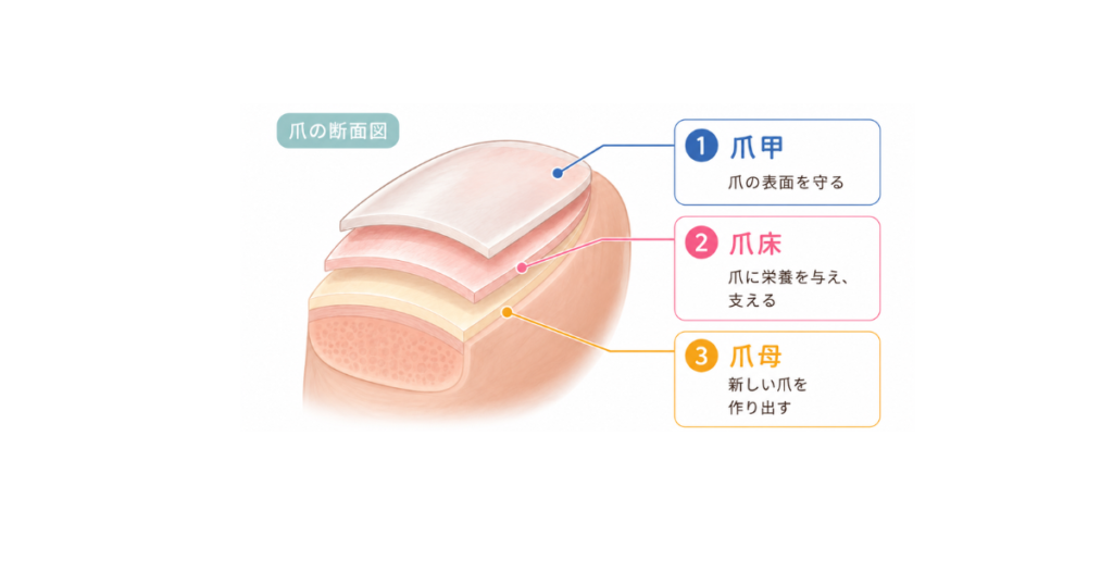 東京巻き爪矯正院六本木院爪の構造のイラスト