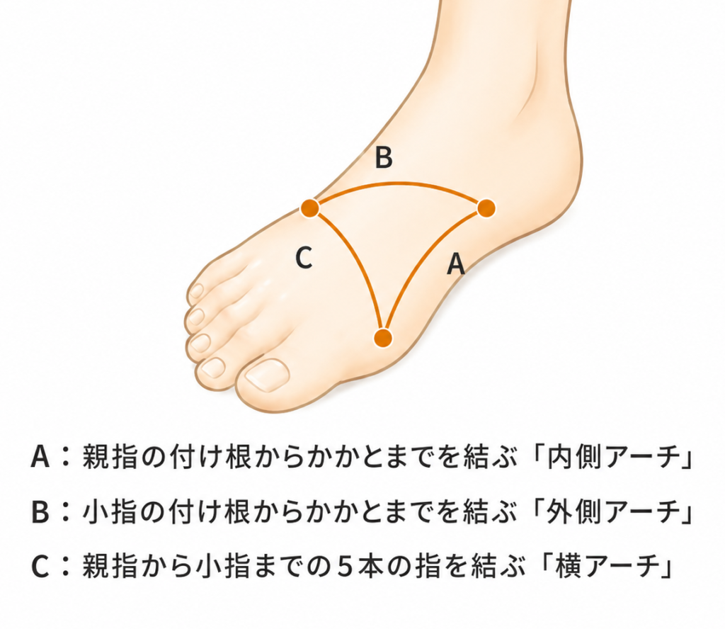 東京巻き爪矯正院六本木院アーチ説明のイラスト