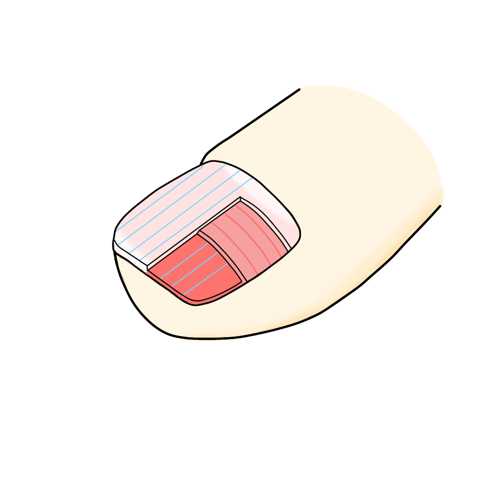 爪の三層構造イラスト